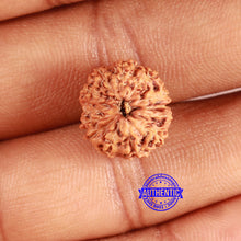 Load image into Gallery viewer, 13 Mukhi Indonesian Rudraksha - Bead No 259