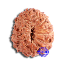 Load image into Gallery viewer, 13 Mukhi Indonesian Rudraksha - Bead No 260