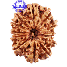 Load image into Gallery viewer, 13 Mukhi Nepalese Rudraksha - Bead No. 184