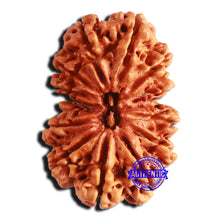 Load image into Gallery viewer, 13 Mukhi Gaurishankar Nepalese Rudraksha - Bead No. 239
