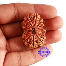 Load image into Gallery viewer, 13 Mukhi Gaurishankar Nepalese Rudraksha - Bead No. 239