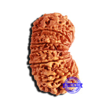Load image into Gallery viewer, 13 Mukhi Gaurishankar Nepalese Rudraksha - Bead No. 239