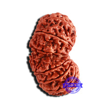 Load image into Gallery viewer, 13 Mukhi Gaurishankar Nepalese Rudraksha - Bead No. 241