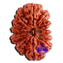 Load image into Gallery viewer, 13 Mukhi Nepalese Rudraksha - Bead No. 269
