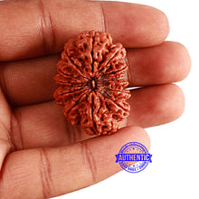 Load image into Gallery viewer, 13 Mukhi Nepalese Rudraksha - Bead No. 269