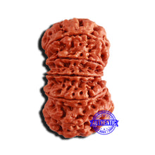 Load image into Gallery viewer, 13 Mukhi Nepalese Rudraksha - Bead No. 269