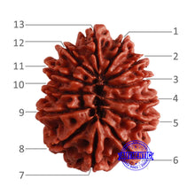 Load image into Gallery viewer, 13 Mukhi Nepalese Rudraksha - Bead No 279