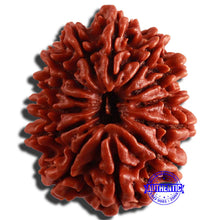 Load image into Gallery viewer, 13 Mukhi Nepalese Rudraksha - Bead No 279