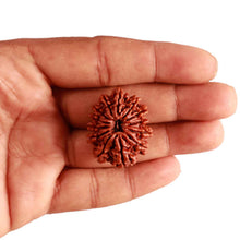 Load image into Gallery viewer, 13 Mukhi Nepalese Rudraksha - Bead No 279