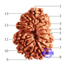 Load image into Gallery viewer, 13 Mukhi Nepalese Rudraksha - Bead No. 280