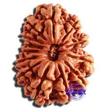 Load image into Gallery viewer, 13 Mukhi Nepalese Rudraksha - Bead No. 280