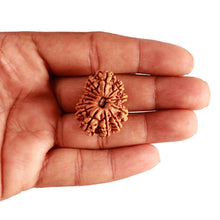 Load image into Gallery viewer, 13 Mukhi Nepalese Rudraksha - Bead No. 280