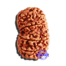 Load image into Gallery viewer, 13 Mukhi Nepalese Rudraksha - Bead No. 280