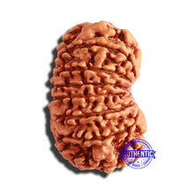 Load image into Gallery viewer, 13 Mukhi Nepalese Rudraksha - Bead No. 280