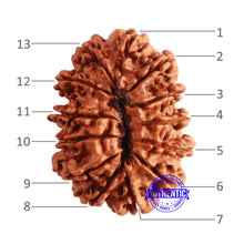 Load image into Gallery viewer, 13 Mukhi Nepalese Rudraksha - Bead No. 281