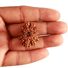 Load image into Gallery viewer, 13 Mukhi Nepalese Rudraksha - Bead No. 281