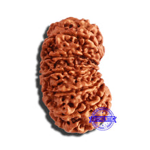 Load image into Gallery viewer, 13 Mukhi Nepalese Rudraksha - Bead No. 281