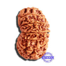 Load image into Gallery viewer, 13 Mukhi Nepalese Rudraksha - Bead No. 282
