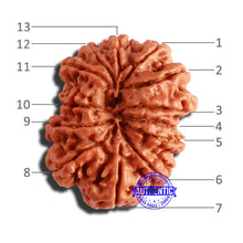 Load image into Gallery viewer, 13 Mukhi Nepalese Rudraksha - Bead No. 283