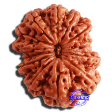 Load image into Gallery viewer, 13 Mukhi Nepalese Rudraksha - Bead No. 283