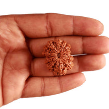 Load image into Gallery viewer, 13 Mukhi Nepalese Rudraksha - Bead No. 283