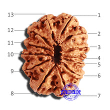Load image into Gallery viewer, 13 Mukhi Nepalese Rudraksha - Bead No. 284