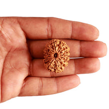 Load image into Gallery viewer, 13 Mukhi Nepalese Rudraksha - Bead No. 284