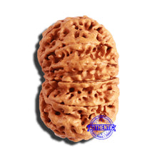 Load image into Gallery viewer, 13 Mukhi Nepalese Rudraksha - Bead No. 284