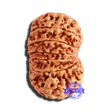 Load image into Gallery viewer, 13 Mukhi Nepalese Rudraksha - Bead No. 284