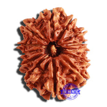 Load image into Gallery viewer, 13 Mukhi Nepalese Rudraksha - Bead No. 285