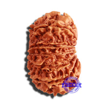 Load image into Gallery viewer, 13 Mukhi Nepalese Rudraksha - Bead No. 285
