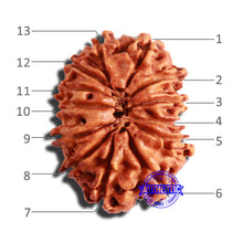 Load image into Gallery viewer, 13 Mukhi Nepalese Rudraksha - Bead No. 286