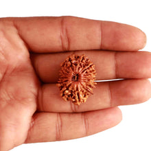 Load image into Gallery viewer, 13 Mukhi Nepalese Rudraksha - Bead No. 286