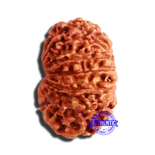 Load image into Gallery viewer, 13 Mukhi Nepalese Rudraksha - Bead No. 286