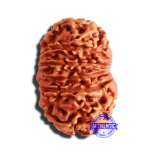 Load image into Gallery viewer, 13 Mukhi Nepalese Rudraksha - Bead No. 286