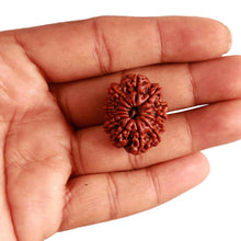 Load image into Gallery viewer, 13 Mukhi Nepalese Rudraksha - Bead No. 287