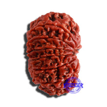 Load image into Gallery viewer, 13 Mukhi Nepalese Rudraksha - Bead No. 287