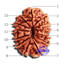 Load image into Gallery viewer, 13 Mukhi Nepalese Rudraksha - Bead No. 288