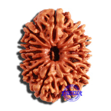 Load image into Gallery viewer, 13 Mukhi Nepalese Rudraksha - Bead No. 288
