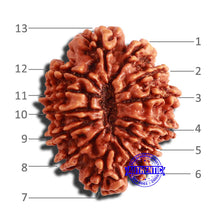 Load image into Gallery viewer, 13 Mukhi Nepalese Rudraksha - Bead No. 289