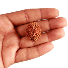 Load image into Gallery viewer, 13 Mukhi Nepalese Rudraksha - Bead No. 289