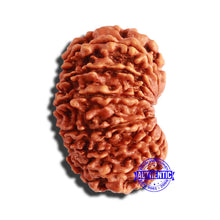 Load image into Gallery viewer, 13 Mukhi Nepalese Rudraksha - Bead No. 289