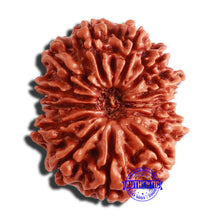 Load image into Gallery viewer, 13 Mukhi Nepalese Rudraksha - Bead No. 290