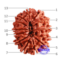 Load image into Gallery viewer, 13 Mukhi Nepalese Rudraksha - Bead No. 291