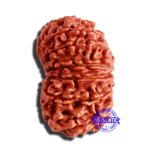Load image into Gallery viewer, 13 Mukhi Nepalese Rudraksha - Bead No. 291