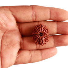 Load image into Gallery viewer, 13 Mukhi Nepalese Rudraksha - Bead No. 292