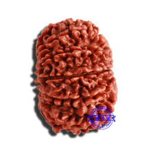 Load image into Gallery viewer, 13 Mukhi Nepalese Rudraksha - Bead No. 292