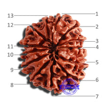 Load image into Gallery viewer, 13 Mukhi Nepalese Rudraksha - Bead No. 293