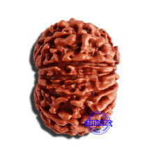 Load image into Gallery viewer, 13 Mukhi Nepalese Rudraksha - Bead No. 293