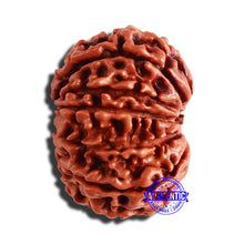 Load image into Gallery viewer, 13 Mukhi Nepalese Rudraksha - Bead No. 293